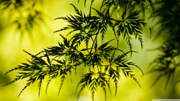 green leaves nature macro plants tree leaf Color 2k