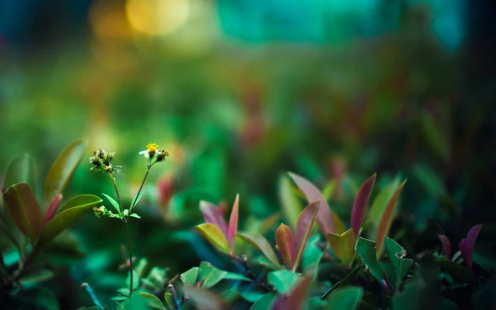 green plants life macro leaves nature flower close up summer 2k