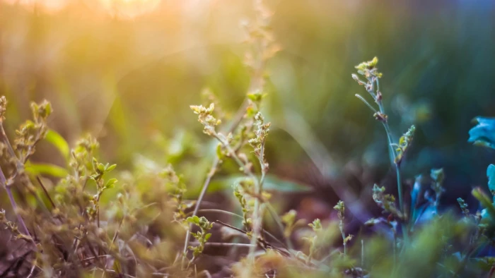 green plants macro nature depth of field beauty in 2k