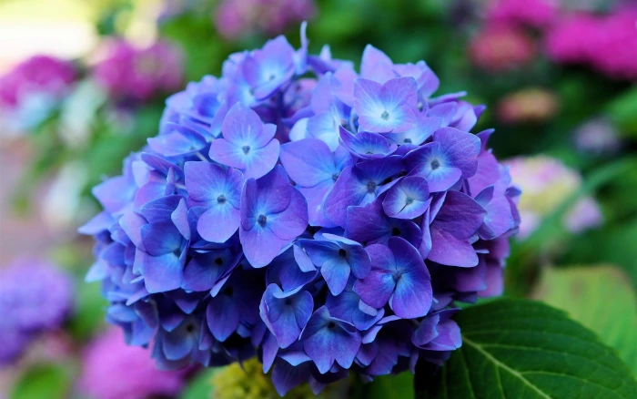 Hydrangea flowers blue macro 2k