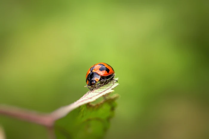 lady bug in macro photography ladybug Sony A 2k