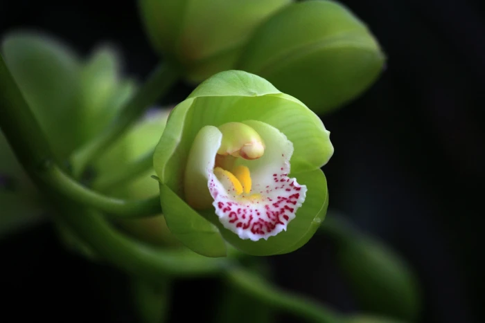 lady slipper flower Beauty pod Cymbidium POV perspective 2k 4k