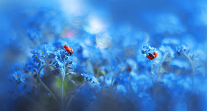 ladybugs insect blue flowers plants animals cyan macro 2k