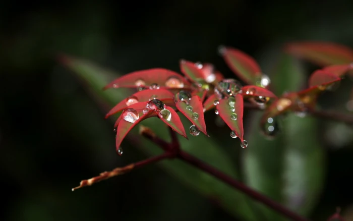 Leaves Water Drops Macro HD nature 2k