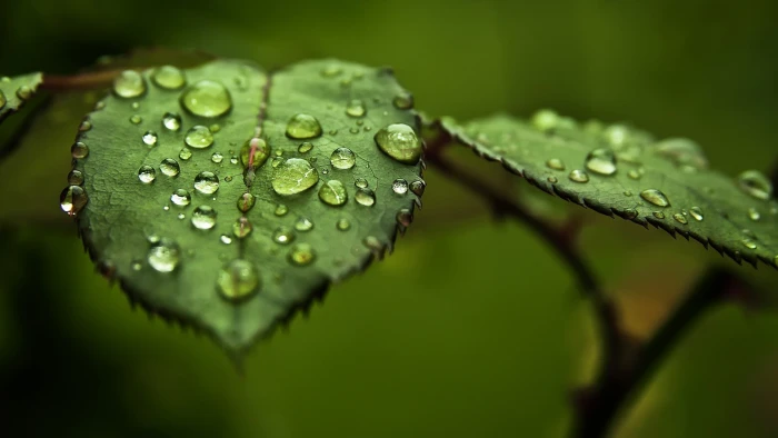 leaves water drops macro plants branch green 2k