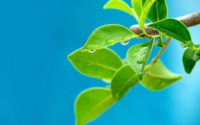 leaves water drops plants blue background macro leaf plant part 2k
