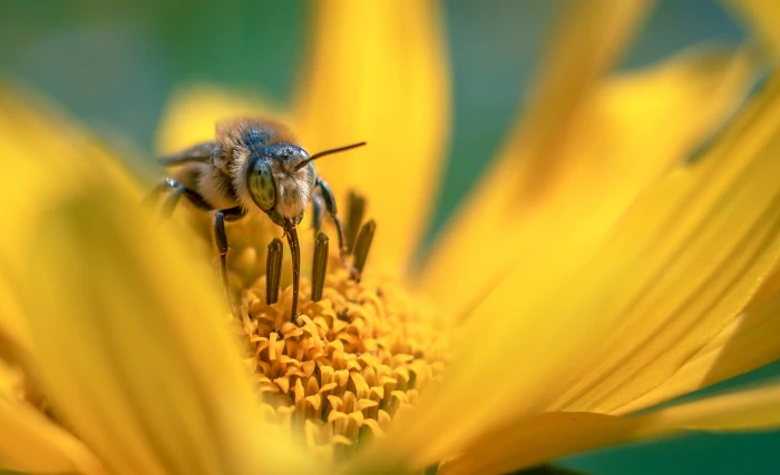 macro photo of a honey bee on yellow flower Big eyes Carl Zeiss Jena 2k 4k 5k