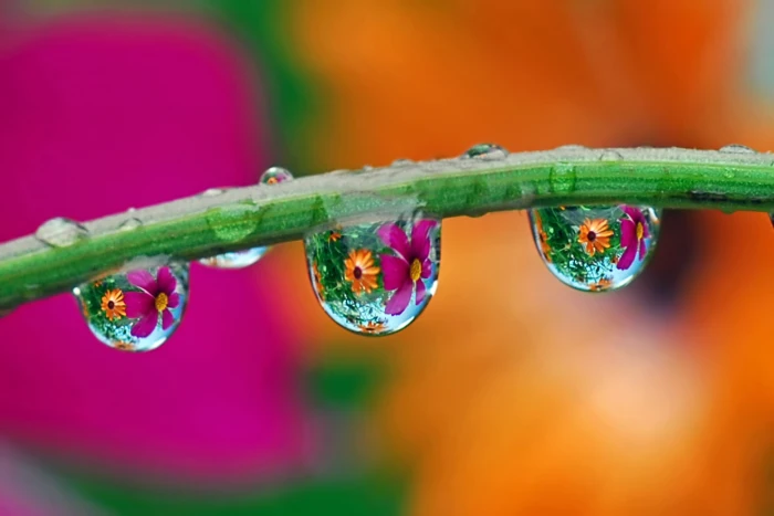 macro photo of water dew on green plant steam rain drop gardens 2k