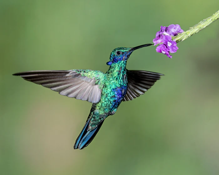 macro photography of blue and green hummingbird perched on purple flower 2k 4k