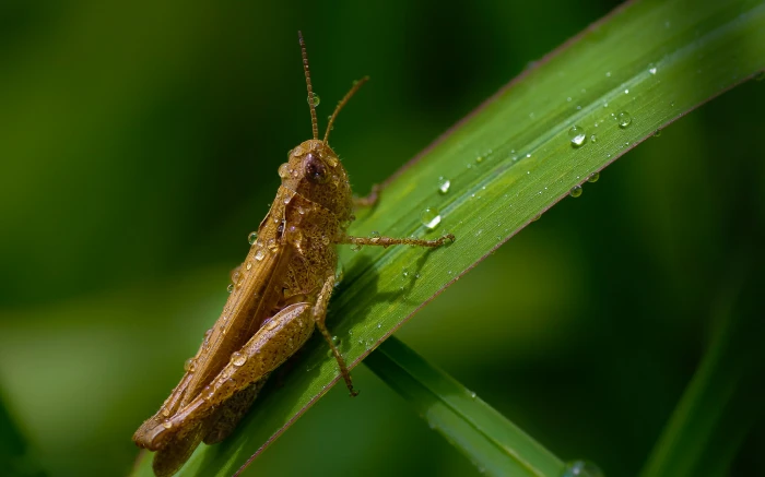 macro photography of grasshopper on leaf Explore Sony 2k