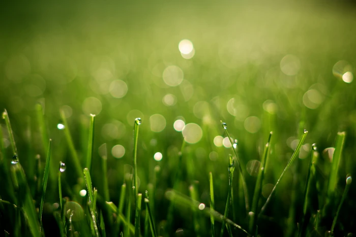 macro photography of green grass field Morning Dew bokeh dof 2k 4k