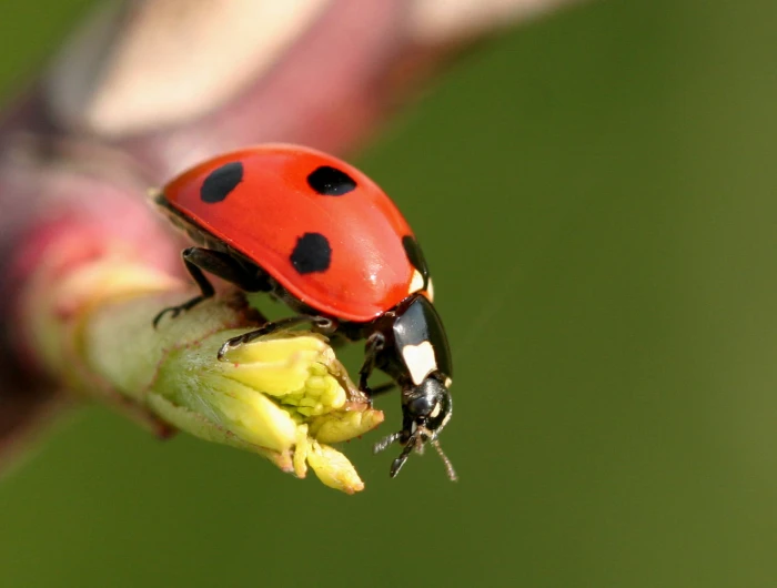macro photography of Lady Bug ladybird In Focus nature 2k