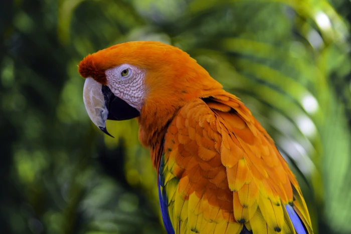 macro photography of orange and yellow parroty macaw 2k 4k 5k