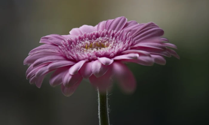 macro photography of pink flower gerbera nikon D