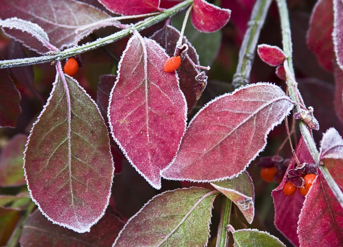 macro photography of purple leaf plant frosty leaves nature 2k 4k