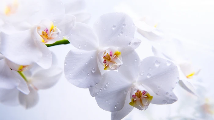macro photography of white orchid with water drops wallpaper 2k 4k