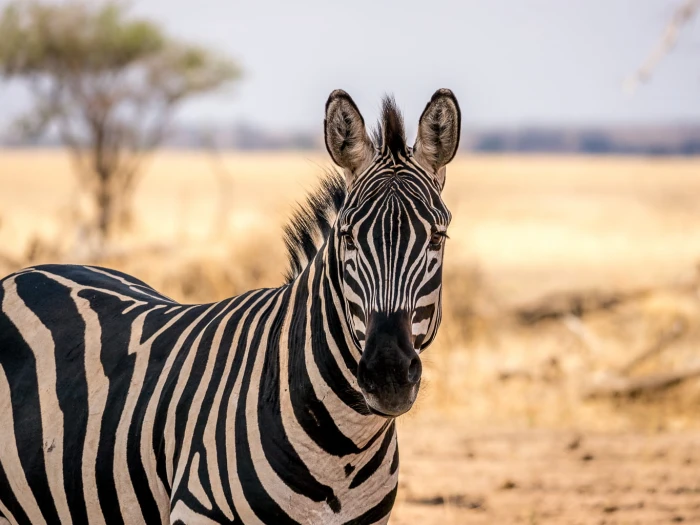 macro photography of zebra surrounded by trees You talkin to me