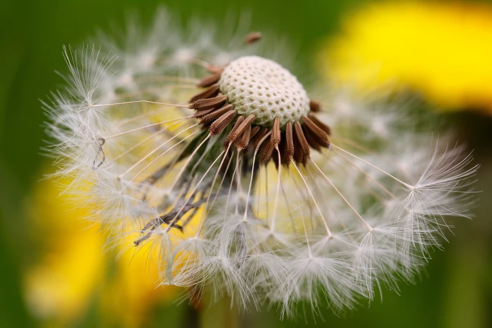 macro selective focus photography of Dandelion flower child 2k 4k 5k