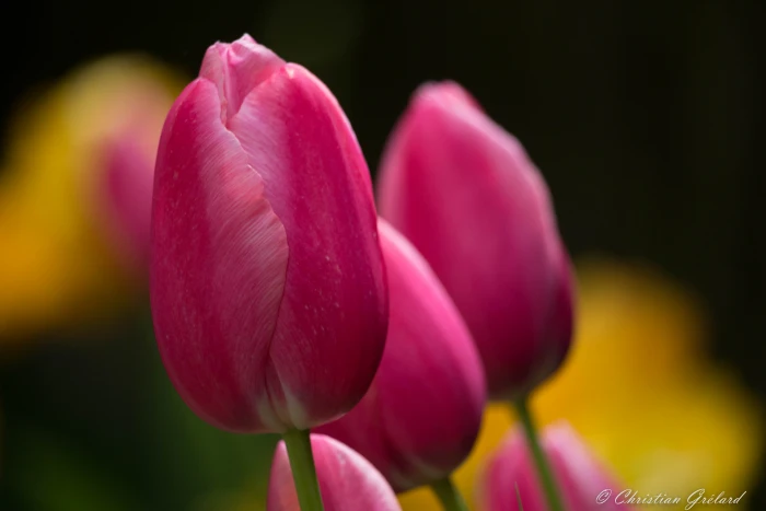 macro shot of pink flowers tulips Vivid Fleur Spring 2k 4k 5k