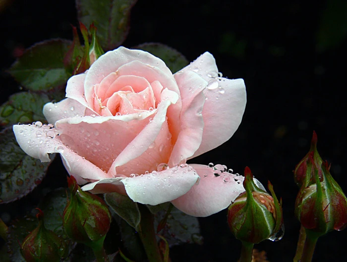 macro shot of white flower Roses Pink Rose Flowers 2k