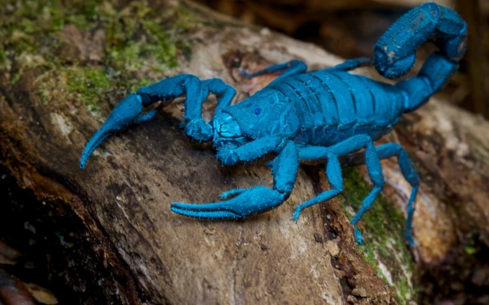 macro shot photography of blue scorpion scorpions animal themes 2k