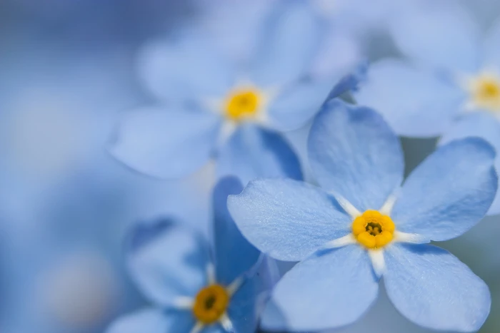 macro blue forget me not flower flowering plant fragility 2k