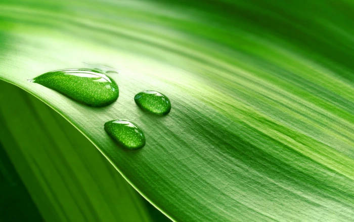 macro leaves water drops plants green 2k