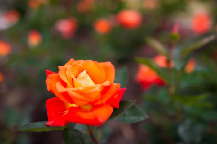 macro plants flowers flowering plant petal beauty in nature 2k