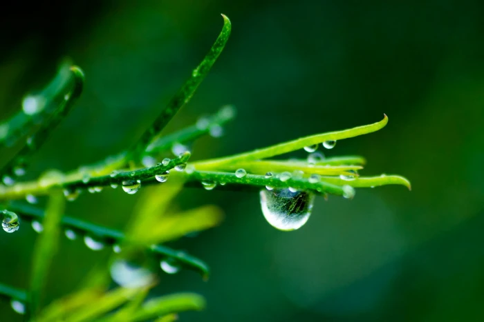 macro water drops green color plant beauty in nature 2k