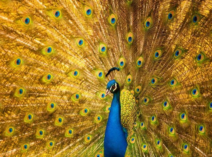 Most Beautiful Birds in the World blue and yellow peacock Animals 2k