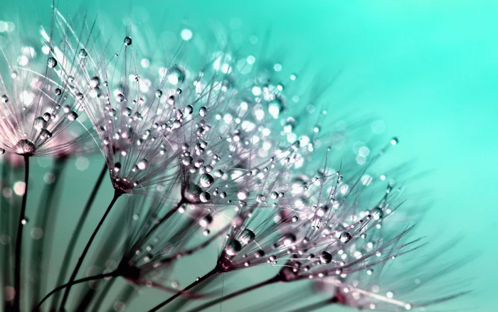 Petaled Flowers With Dew Drops on Close Up Photography blowballs 2k 4k 5k