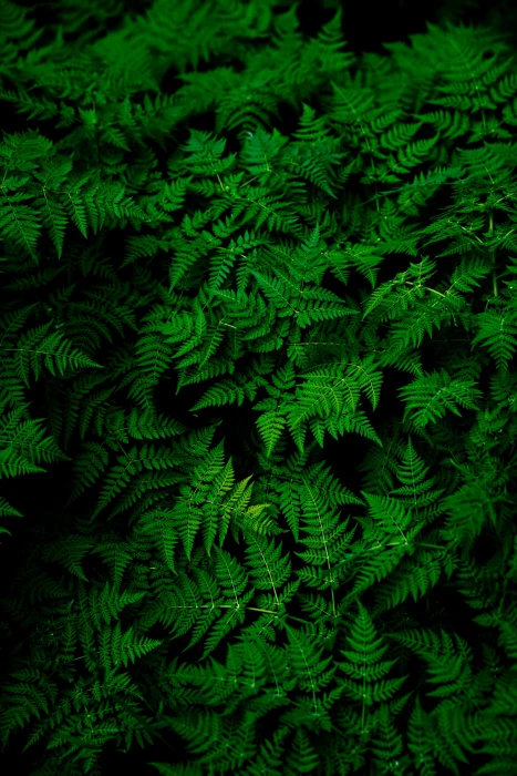 photo of green fern plant Infinite Ferns nature pattern backgrounds 2k