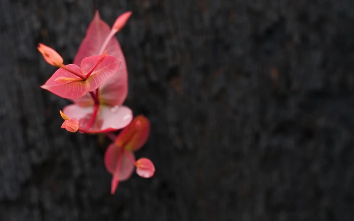 pink and white flower decor nature macro flowers close up 2k
