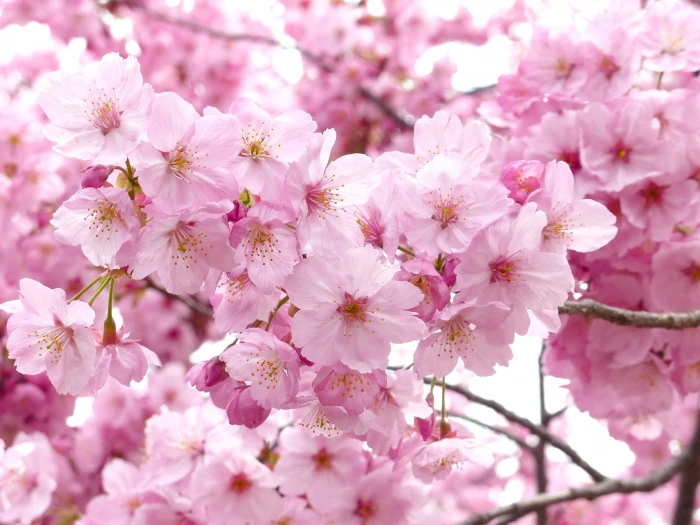 pink flowers sakura blossom sky spring cheery tree 2k