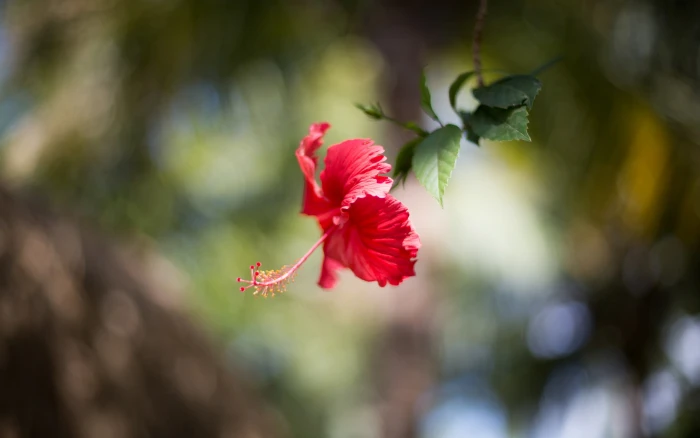 pink Hibiscus flower nature macro flowers bokeh blurred 2k