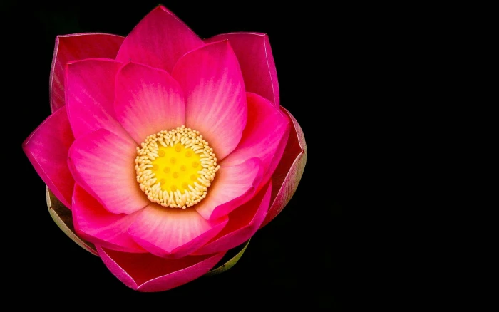Pink lotus flower macro black background 2k