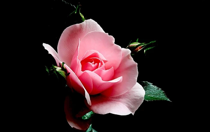 pink rose flower bud petals light nature plant beauty In Nature 2k