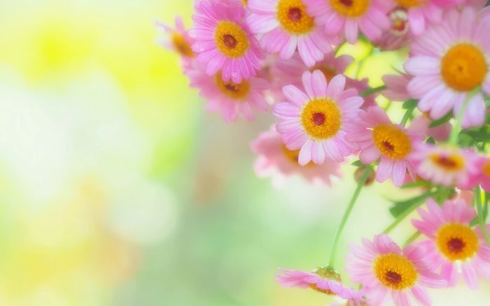 pink and yellow petaled flowers petals background blur nature 2k