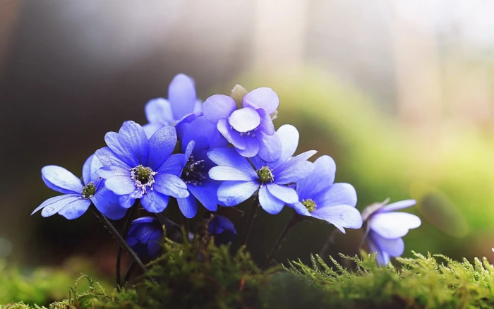 purple and white flower decor flowers nature grass blue 2k