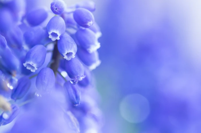purple and white flower decor flowers nature macro colorful 2k