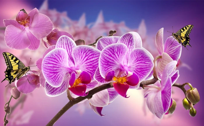purple and white petaled flowers orchids garden orquidea nature 2k