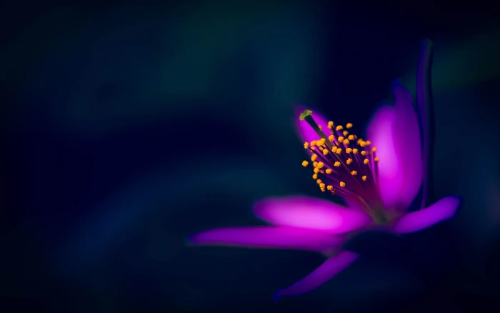 Purple flower petals macro photography black background 2k