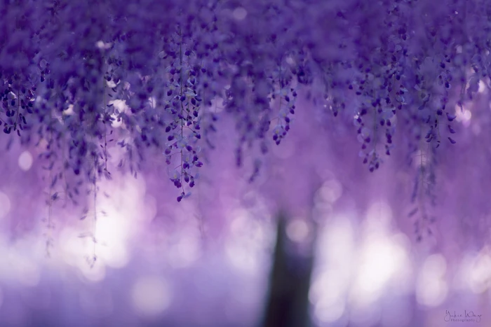 purple flowers in selective focus photography macro glare blur 2k