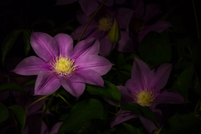 purple flowers macro photography of pink yellow 2k 4k