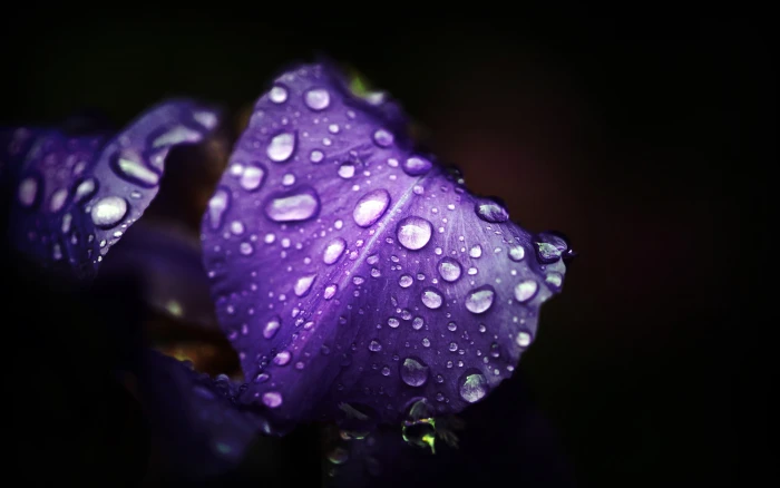 purple iris flower flowers water drops macro 2k