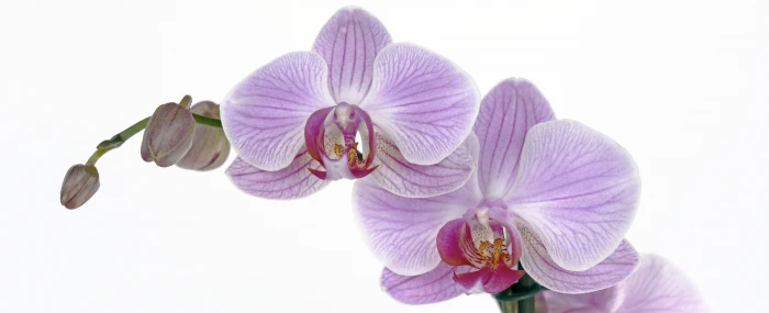purple moth orchids in closeup photo flower blossom bloom 2k 4k