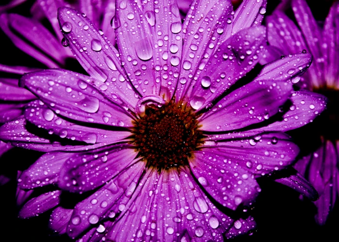 purple petal flower in closeup photography Purple Flower Water 2k 4k
