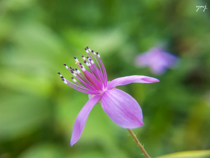 purple petaled flower in closeup photography Beautiful macro 2k