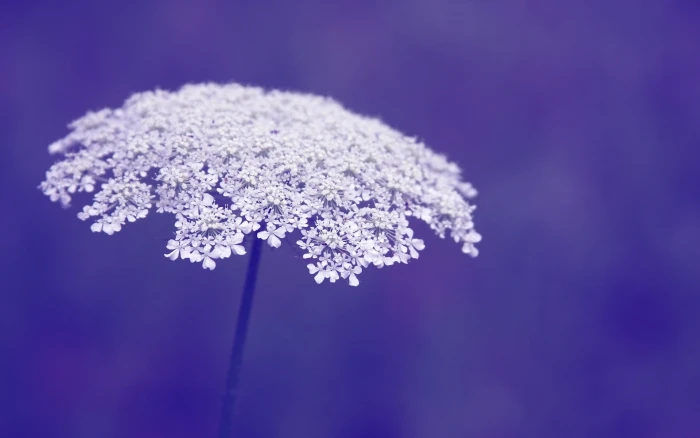 purple macro flowers background widescreen Wallpaper full screen 2k