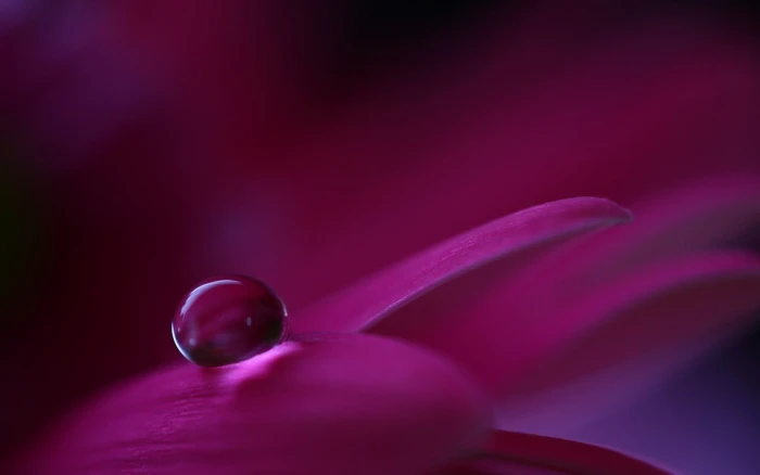 red and black glass spoon pipe macro flowers nature water drops 2k